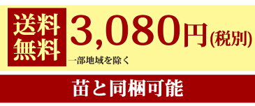 球根 いろいろな チューリップが楽しめるバラエティチューリップ 球根 セット 6種 各5球〜10球 合計50球 八重咲き 枝咲き ユリ咲き フリンジ咲き 一重咲き 原種 秋植え球根【花苗と同梱可能】【送料無料：一部地域を除く】【 コンパクト便 ：単品の場合】