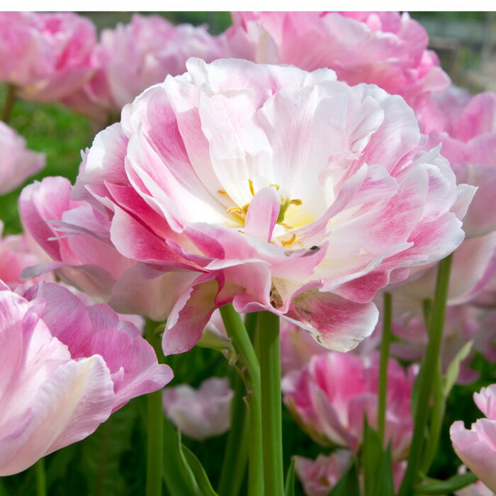 楽天市場 花苗 芽出し苗 八重咲き晩生 チューリップ アンジェリケ 3鉢セット 即納 Tulip Angelique 鉢植え 庭植え 寄せ植え 花壇 ガーデニング キャッシュレス還元対象 ハッピーガーデン