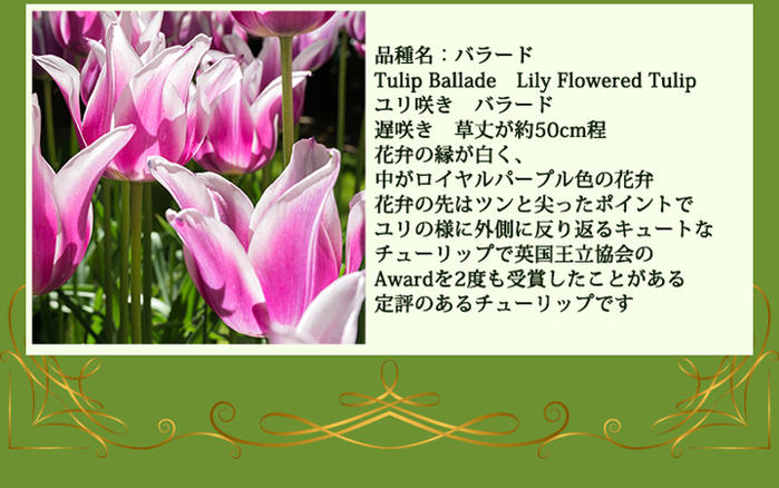 中型球根 ユリ咲き チューリップ バラード 4球セット【お届け10月上旬〜秋球根先行予約】Tulip Claudia 赤花 秋植え 寄せ植え 鉢植え 庭植え 冬植え球根 ガーデニング 【2022BU】【COM】