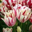 庬 ͵λ޺餭 塼å եߥ󥰥 5奻åȡڤϤ 淿庬Tulip Flaming Club ֵ庬 ǥ˥ ǥ  ߿ Ѵ庬 ֤ε庬   ϥåԡǥ HappyGarden 2023BU COM