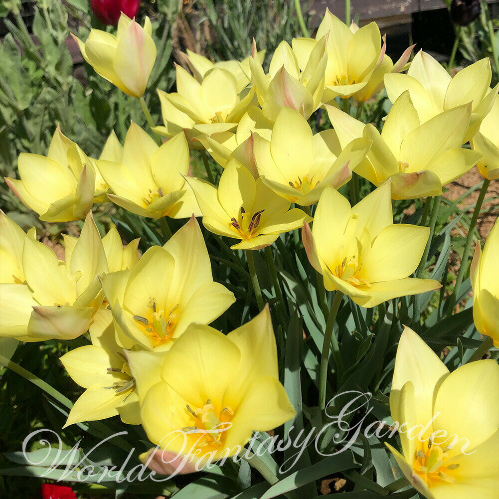 植えっぱなし球根 原種チューリップ ホンキートンキー 選べるセット 4球~7球セット【お届け中 小球根 メール便対応ポストに投函 一部セットは全国どこでも送料無料】野放し 庭植え 秋植え 花壇 ガーデニング 鉢植え 野放し【2025BU】【Mail】(2006)