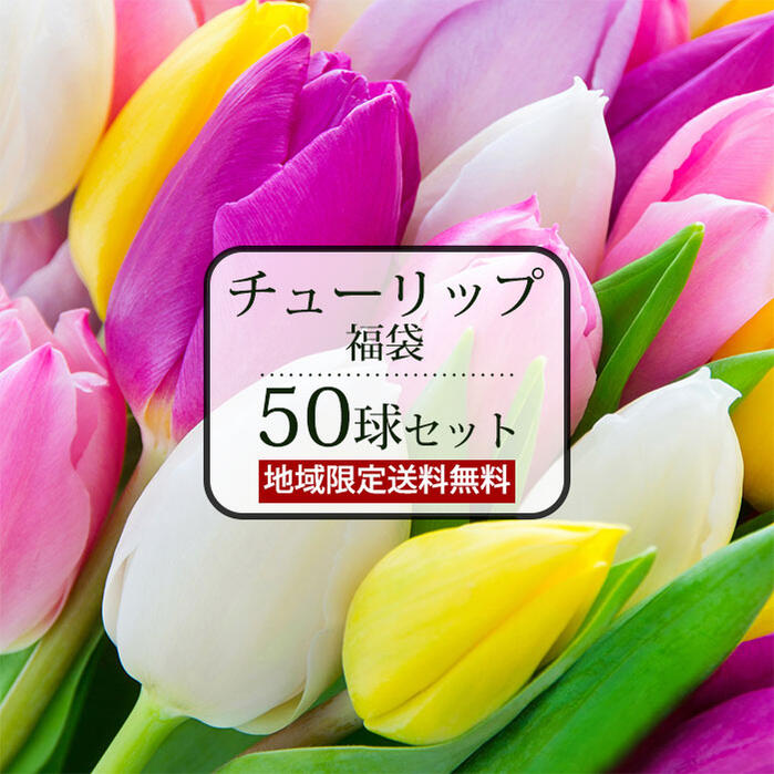 チューリップ 球根 クリスマス 福袋 5種以上 合計 50球セット【12月19日より発送開始 地域限定 送料無料】人気の変わり咲きチューリップ 原種チューリップ 中型球根 花の球根 ガーデン ハッピーガーデンのサムネイル