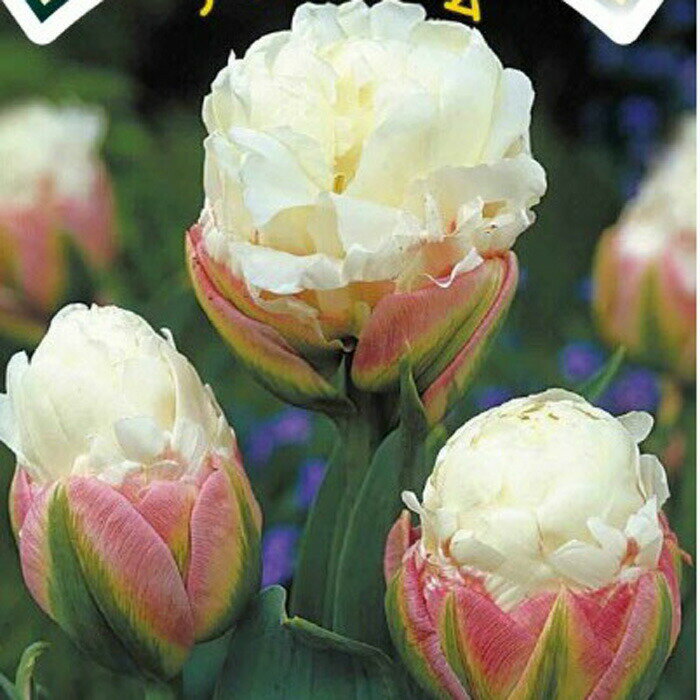 秋植え球根 アイスクリーム チューリップ 3球 セット【お届け中 中型球根】Tulip Ice cream 秋植え 球根 花球根 鉢植え 庭植え 寄せ植え 花壇 球根 2021BU COMのサムネイル