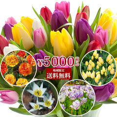 https://thumbnail.image.rakuten.co.jp/@0_mall/wfgarden/cabinet/fallbulb/tulip/tulippot_top2.jpg