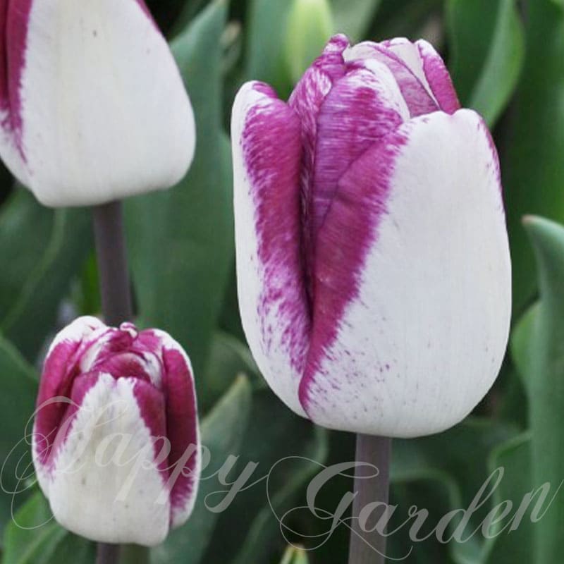秋植え球根 一重咲き チューリップ 紫雲 4球セット 【お届け中 中型球根】Tulip shiun 花色白紫 花球根 球根植物 秋植え球根 秋球根 花の球根 花壇 庭植え ガーデニング 耐寒性球根 ガーデン お洒落 秋 冬 ハッピーガーデン【2023BU】【COM】のサムネイル