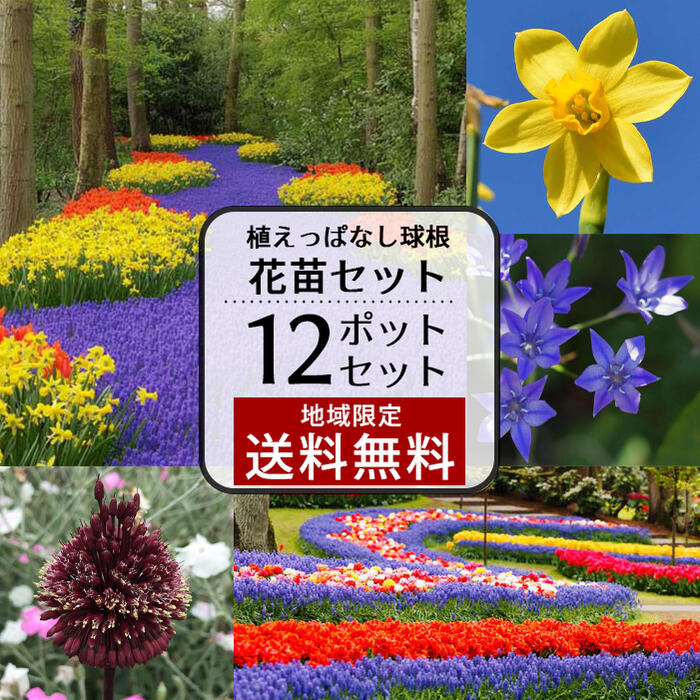 花苗セット 植えっぱなし 芽出し球根苗 おまかせ 1ダース 12鉢 セット 1ポット1～3球植え【お届け中 地域限定送料無料】ムスカリ 原種チューリップ クロッカス アリウム ミニアイリス ガーデニ…