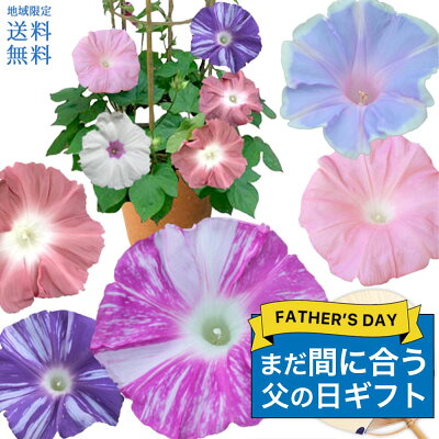 父の日 まだ間に合う プレゼント 鉢花 珍しいあさがお 団十郎入り 4色植え 朝顔 行灯仕立て 6号1鉢 選べる4種父の日の掛け紙付き【 父の日期間6月13日〜18日お届け 地域限定送料無料】父 ギフ...