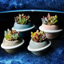 \バレンタインギフ/多肉植物 寄せ植え 冬 ギフト 観葉植物 コスモ 鉢【お届け中 地域限定送料無料】インテリア お洒落な寄せ植え お父さん 父 祖父 同梱不可...