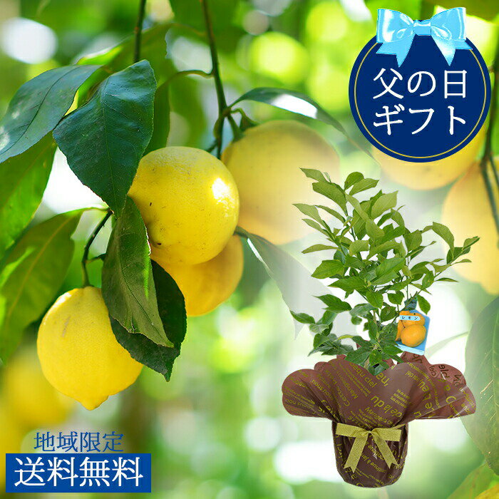 人気急上昇！自家製レモンで皮まで使えて安心 実付き 5号 1鉢