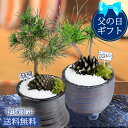 父の日 プレゼント 花 ギフト ミニ 盆栽 おやじ松 松の木 1鉢 鉢植え【父の日期間6月10日〜6月15日 地域限定送料無料】Pinus 長寿 お祝い 誕生日...