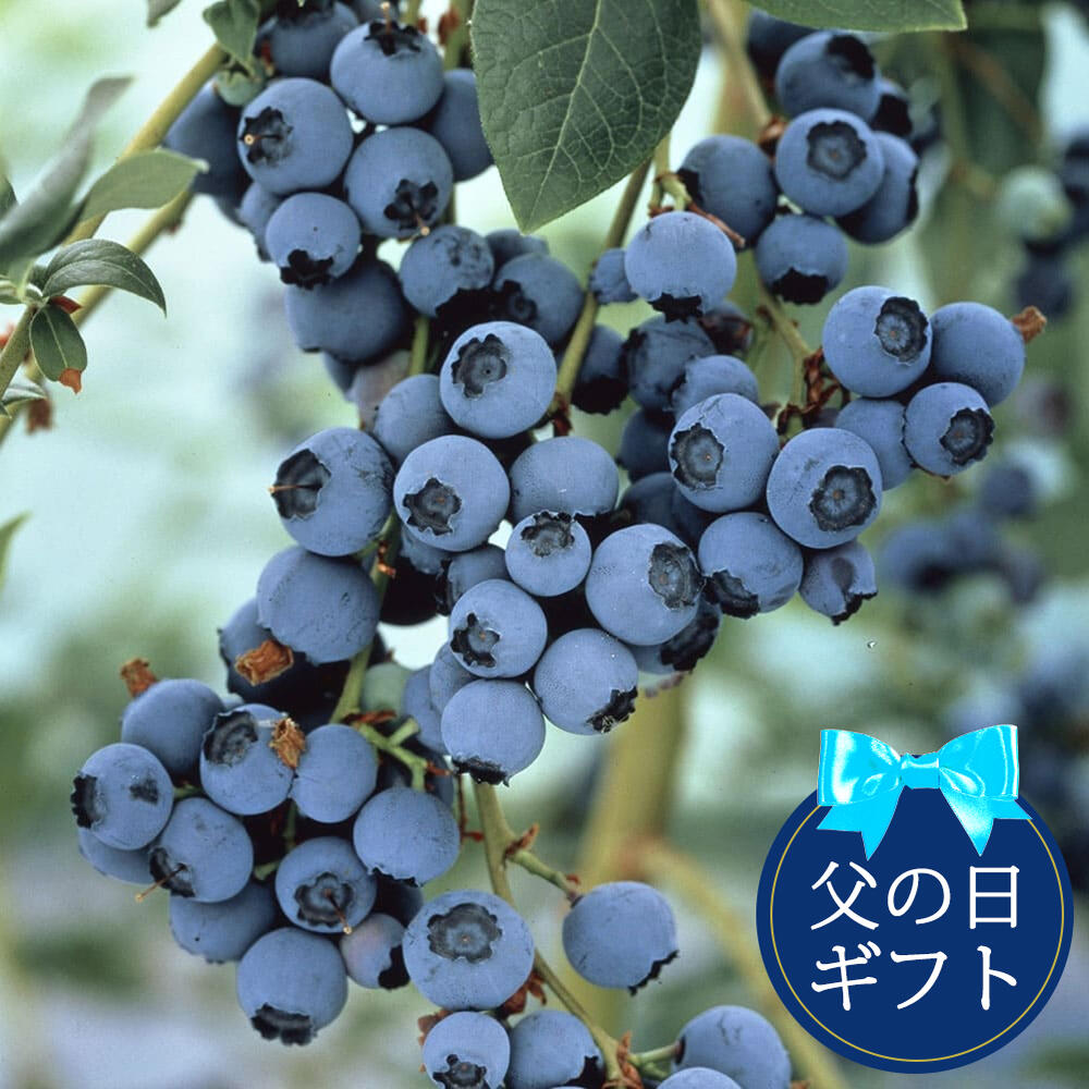 大粒ブルーベリー 2種2鉢セット 実つき 3.5号
