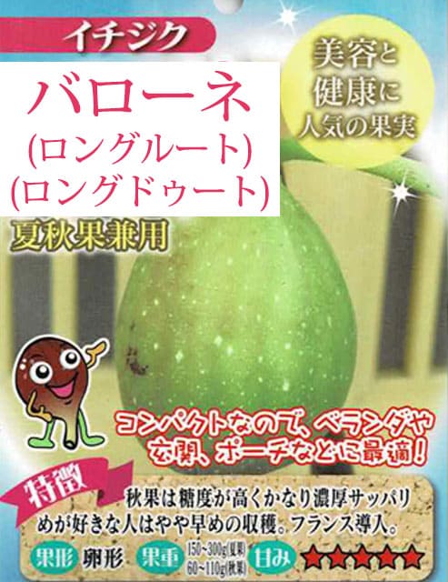 楽天市場】いちじく 苗（花・観葉植物｜花・ガーデン・DIY）の通販