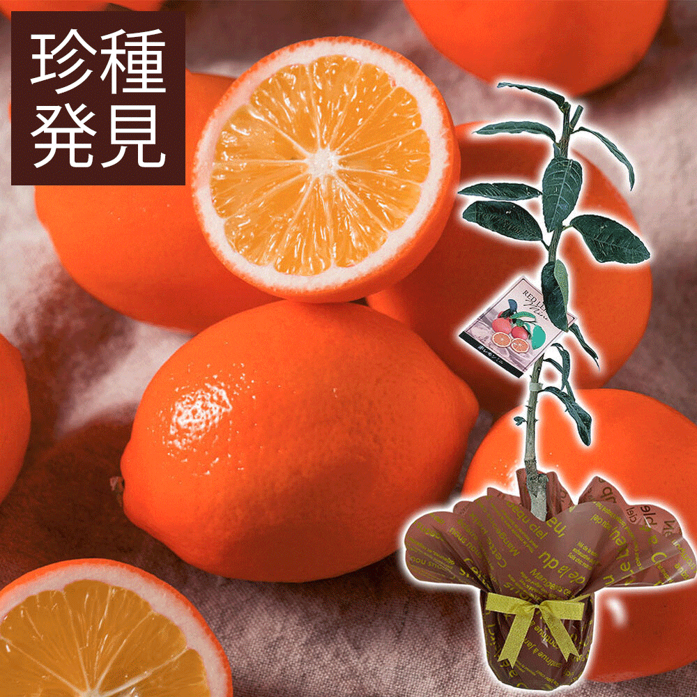 秋 ギフト 果樹鉢 鉢植え 珍しい 赤レモン レッドレモン 実なし 7号メッセージカード付【お届け中 地域限定送料無料】Red Lemon 果物 果樹鉢 記念樹 贈り物 檸檬の木 誕生日 お祝い プレゼント 花 60代 70代 80代 自給自足ギフトのサムネイル