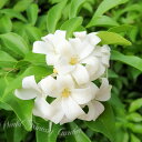 観葉植物 シルクジャスミン 1鉢 選べるサイズ【お届け中】Murraya paniculata 室内 オフィス お部屋 窓際 癒し 花が咲く 室内で育てやすい植...