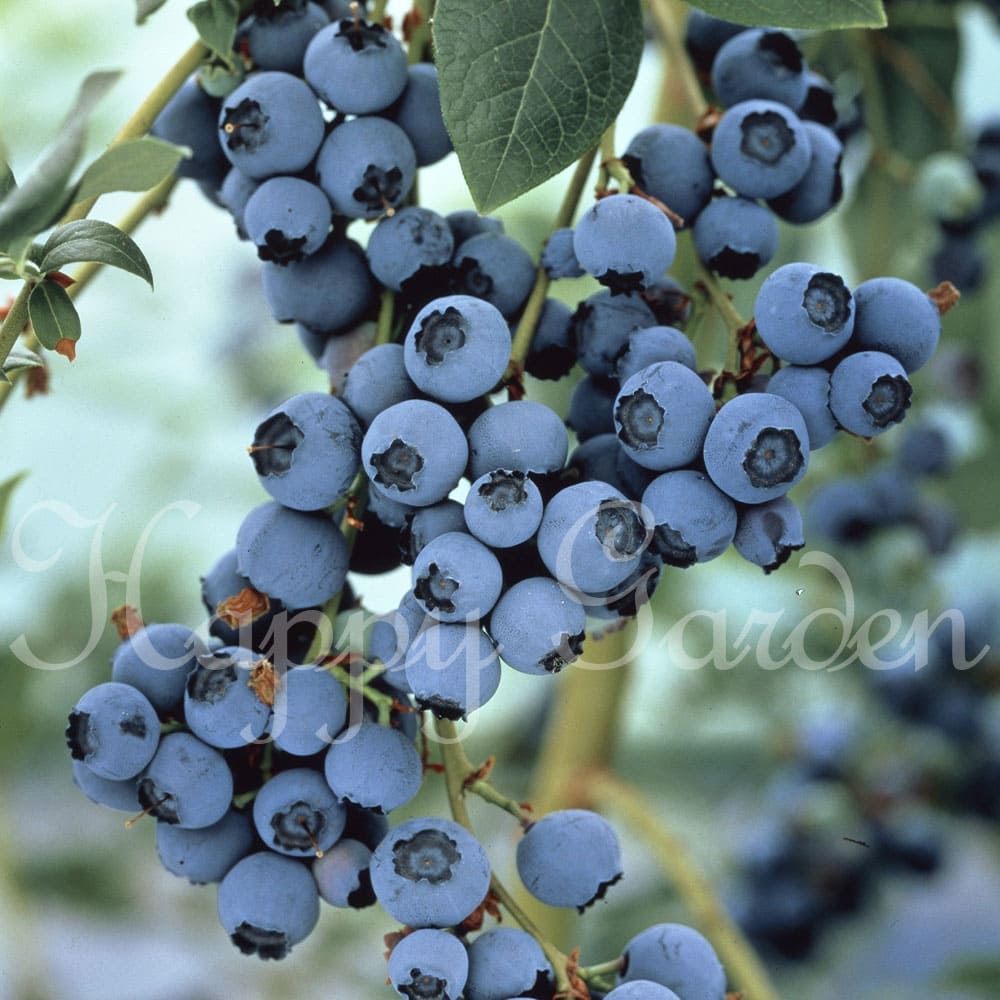 果樹苗 夏 ブルーベリー 2種から選べる 1鉢 3.5号 実なし デニーズ シエラ【お届け中】blueberry ノーザンハイブッシュ系 挿木二年生苗 夏苗 果樹苗 果物 実のなる木 ハッピーガーデン 花のサムネイル