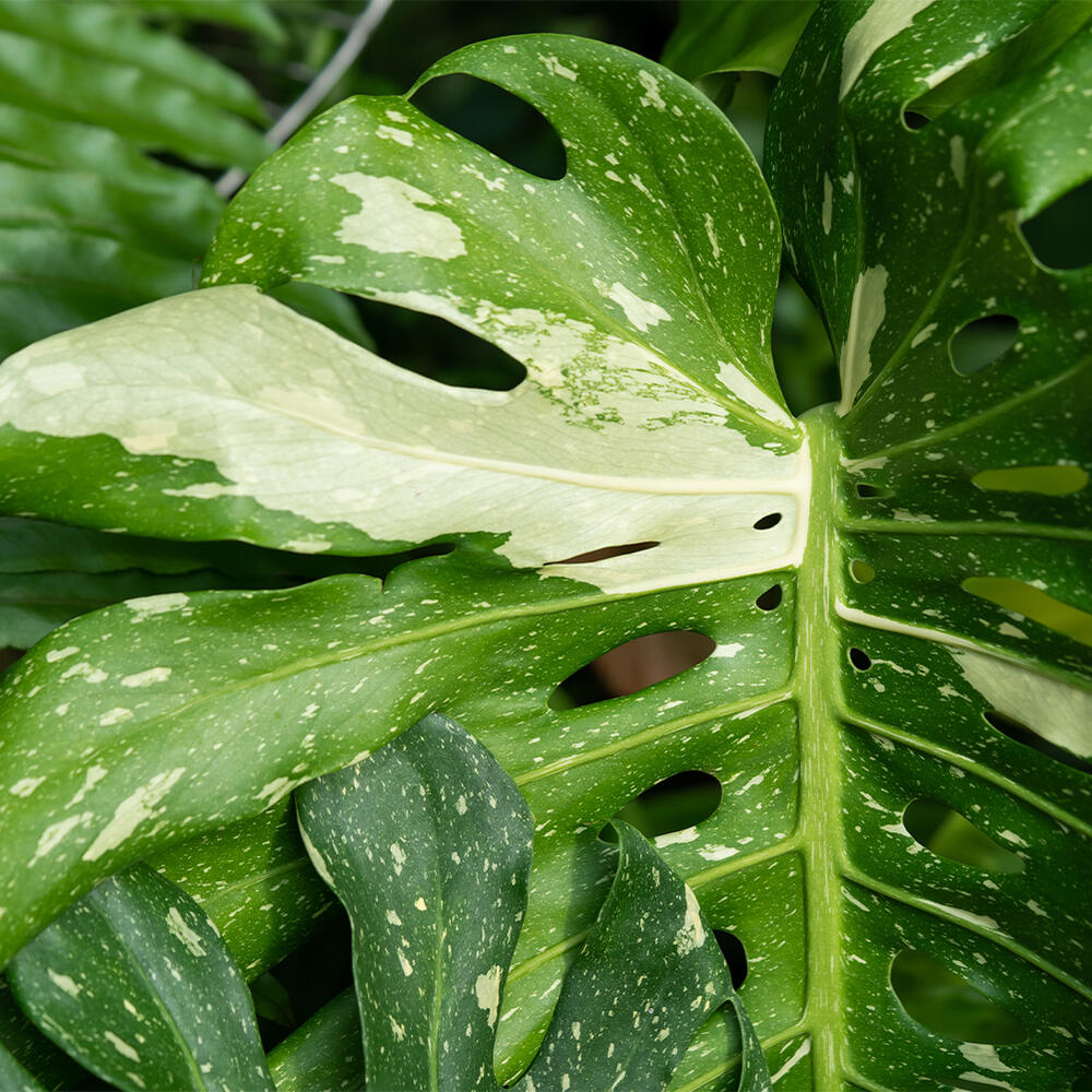 観葉植物 プレゼント ギフト 珍しい