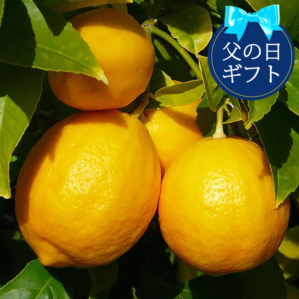 生産量の少ない 希少な マイヤーレモン　苗木 実なし　鉢植え