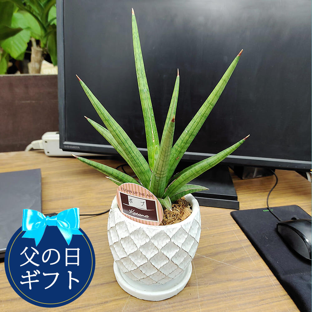 おしゃれな陶器鉢 多肉植物 サンセベリア 6種から選べる 1鉢