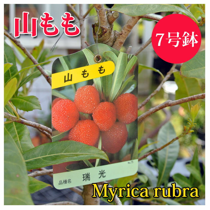苗 父の日ギフト 果樹・雌木 ヤマモモの木 Myrica rubra 7号鉢高さ150cm前後3年  ...