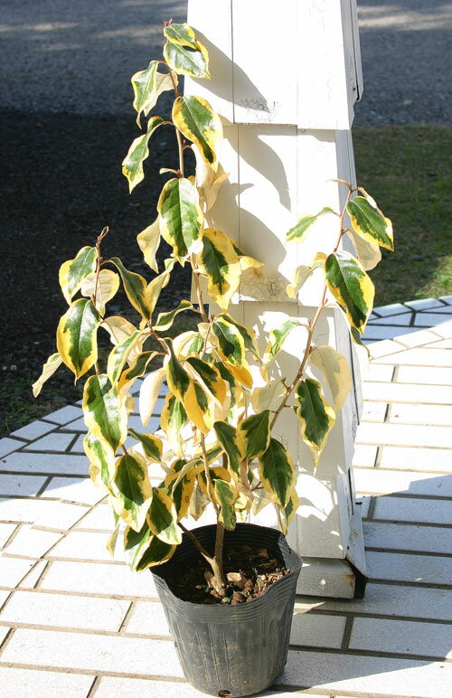 常緑 ナワシログミ ギルドエッジ1鉢5号鉢 Elaeagnus ebbingei Gilt Edge