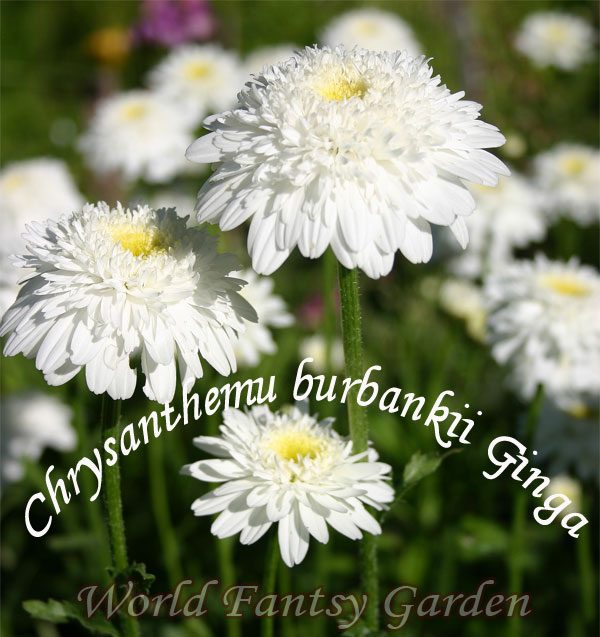 シャスターデイジー 銀河 1鉢 クリサンセマム Chrysanthemum burbankii Ginga 花苗