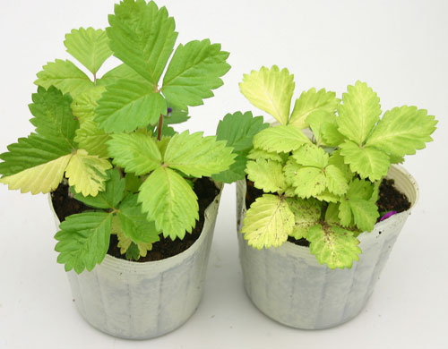 【花苗】 ワイルドストロベリー ゴールデンアレキサンドリア 1鉢3号 【お届け中】Fragaria vesca Golden Alexandria苗 宿根草 耐寒性 多年草 花苗 カラーリーフ 草丈低中 イングリッシュガーデン 鉢植え 庭植え ガーデニング 花壇