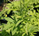 花苗 夏 黄金水引 1鉢 3〜3.5号【【お届け中 通年販売】Agrimonia pilosa 苗 カラーリーフ 草丈中 イングリッシュガーデン 苗物 多年草 ...