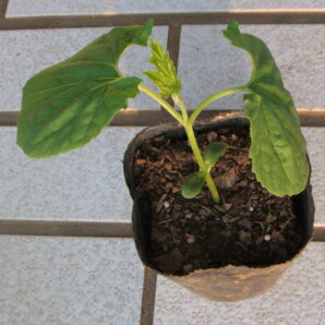 沖縄ゴーヤ 長レイシ 1鉢のサムネイル