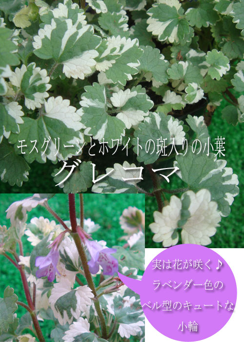 楽天市場 花苗 春 斑入りグレコマ バリエガータ 1鉢3 3 5号 お届け中 多年草 花苗 夏 苗 カラーリーフ グランドカバー 青花 イングリッシュガーデン 花の苗 鉢植え 庭植え ガーデニング 花壇 Glechoma Hederacea Variegata 0430 ハッピーガーデン みんなの 楽天市場 花苗 春 斑入りグレコマ バリエガータ 1鉢3 3 5号 お届け中 多年草 花苗 夏 苗 カラーリーフ グランドカバー 青花 イングリッシュガーデン 花の苗 鉢植え 庭植え ガーデニング 花壇 Glechoma Hederacea Variegata 0430 ハッピーガーデン みんなの