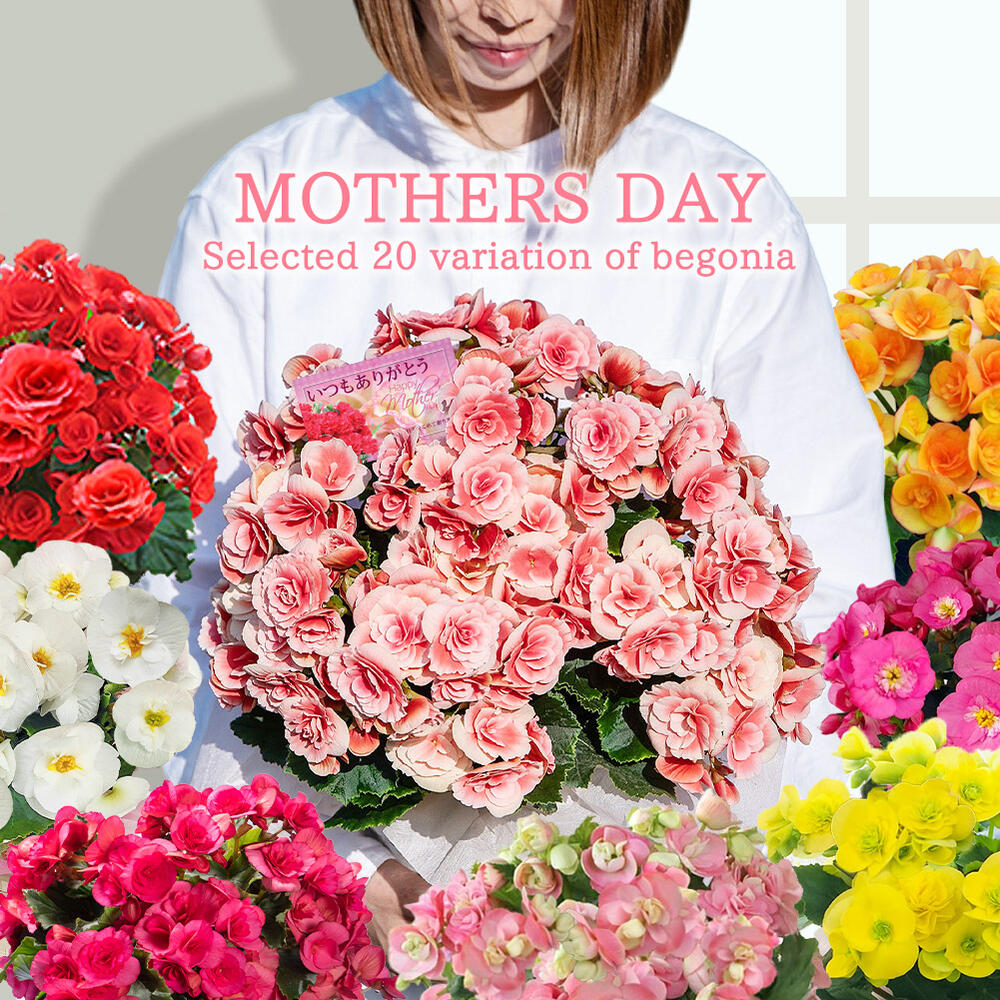 楽天市場】赤 薔薇 鉢植えの通販 楽天市場】赤 薔薇 鉢植えの通販