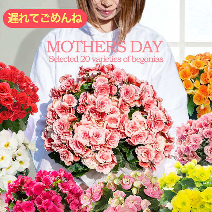 楽天1位 ＼最短発送★遅れてごめんね 母の日／プレゼント 花 ギフト 大輪 薔薇咲き ...