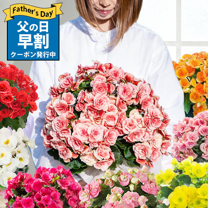 楽天1位 父の日 早割 ギフト 花 鉢花 プレゼント 大輪 薔薇咲き リーガースベゴニア 5号 籠付きラッピング 鉢植え【即納or父の日期間6月11日～6月16日 地域限定送料無料 同梱不可】鉢 60代 70…