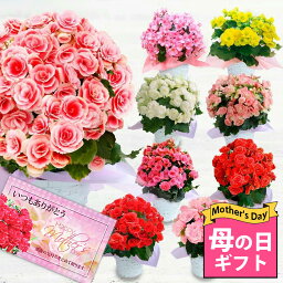 ベゴニア 花の鉢植え ＼楽天1位／ まだ間に合う 母の日 ギフト 花 プレゼント花鉢 大輪 薔薇咲き リーガースベゴニア 5号 籠付きラッピング 鉢植え【お届け中 地域限定送料無料 同梱不可】60代 70代 80代 ベコニア 花鉢 ボリアス 誕生日 女性 母 義母 お祝い ハッピーガーデン 2024mom gift