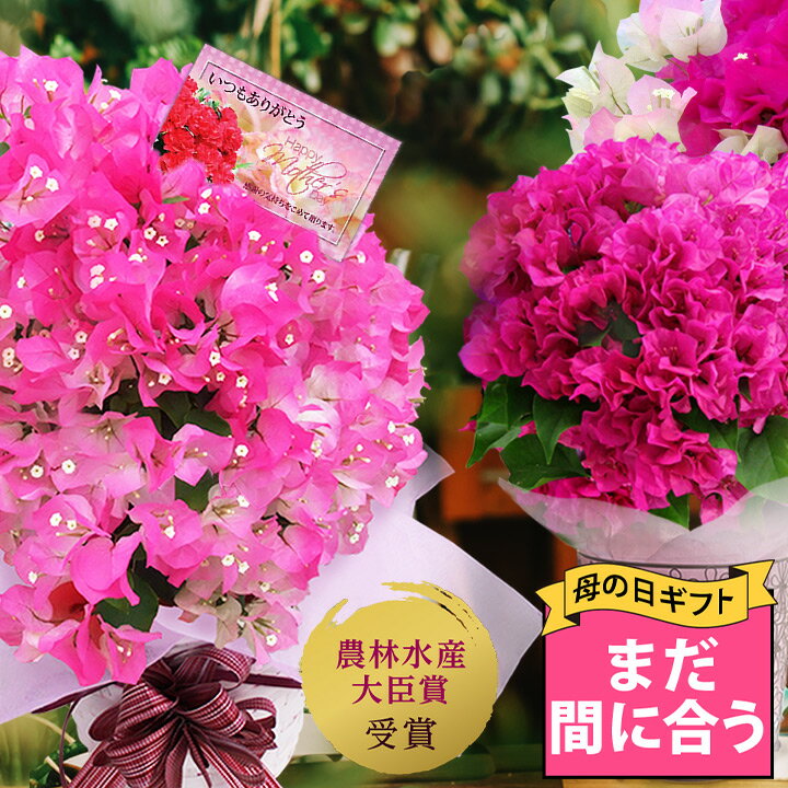 ブーゲンビリア 花の鉢植え ＼5/11(土)12:00まで地域限定★まだ間に合う★母の日 ギフト／ 鉢花 花 プレゼント 厳選 特選Aクラス ブーゲンビリア 選べる花色 サイズ5～6号 籠付きラッピング 鉢植え【最短発送 地域限定 送料無料 】 鉢 花鉢 ブーゲンビレア 2024mom 母 義母 女性 花鉢 70代 60代 80代