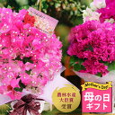 母の日 鉢花 花 プレゼント ギフト 