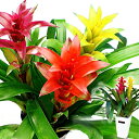 夏 ギフト 観葉植物 プレゼント 鉢花 南国 グズマニア ミックスカラー 3本立ち 選べる 6〜10号サイズ 鉢植え【お取り寄せ 地域限定送料無料】母 義母 喜...