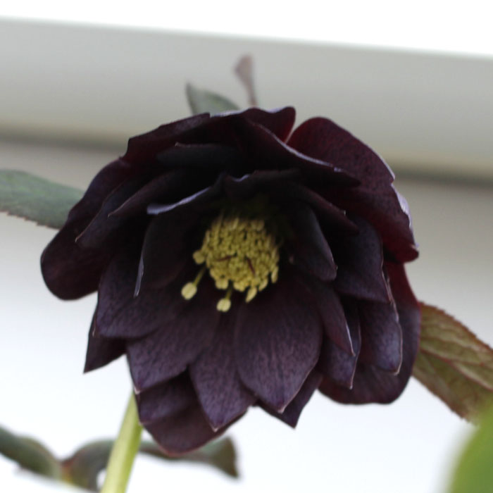 クリスマスローズ ブラックダブル八重咲き 6号1鉢 5年株 Helleborus