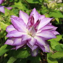 花苗 八重咲き クレマチス あなたの心を移す鏡 パテンス系 1鉢 3.5号ロング【お届け中】Clematis 耐寒性多年草 多年草 宿根草 ツル性 蔓性 クライ...