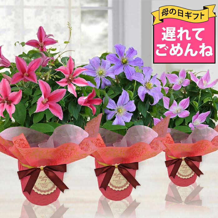 クチナシ 花の鉢植え ＼最短発送★遅れてごめんね母の日 ギフト／ 英国ロイヤル クレマチス プリンセスダイアナ 5号鉢 鉢植え【最短発送 地域限定送料無料 カード＆ラッピング無料】60代 70代 毎年咲く プリンスチャールズプリンスチャールズ 花 鉢花 母 お母さん 鉢花 2024mom