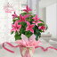 母の日 ギフト 花 鉢花 クレマチス プリンセスダイアナ 5号 大株 鉢植え【先行予約 母の日 期間5月6〜11日 送料無料 カード&ラッピング無料】Clematis Princess Diana 多年草 宿根草 60代 70代 毎年咲く 花 鉢花 母 お母さん 義母 ガーデンニング好き mom2025 5,960円