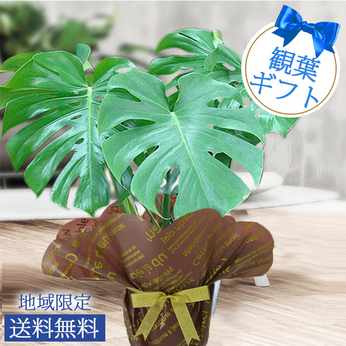 モンステラ 鉢花 プレゼント ギフト 観葉植物 モンステラ 7号 Monstera【お取り寄せ 地域限定送料無料】花 鉢植え おしゃれ お祝い 誕生日 男性 父 フラワーギフト 新築祝い 2023fd ハッピーガーデン