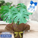 ハッピーガーデン 花の鉢植え 鉢花 プレゼント ギフト 観葉植物 モンステラ 7号 Monstera【お取り寄せ 地域限定送料無料】花 鉢植え おしゃれ お祝い 誕生日 男性 父 フラワーギフト 新築祝い 2023fd ハッピーガーデン