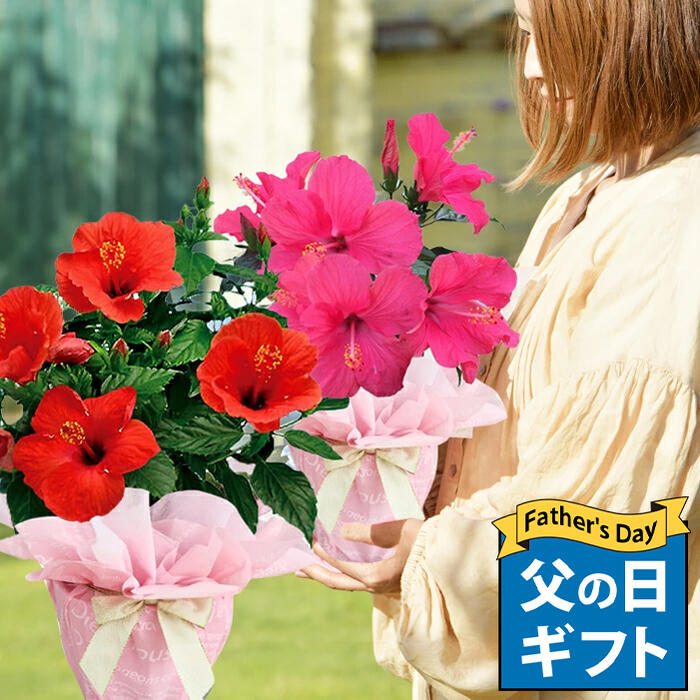 父の日 早割 ギフト 花 プレゼント 