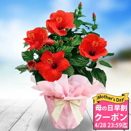 ハイビスカス 花の鉢植え ＼母の日／ギフト 花 鉢花 プレゼント インドア ハイビスカス サニーシリーズ 選べる4色 5号鉢 鉢植え【母の日期間5月7～12日 地域限定送料無料】花 誕生日 女性 母 義母 祖母 花鉢 父 花 鉢花 お花 60代 70代 80代 ハッピーガーデン 2024mom