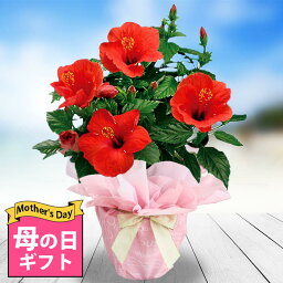 ハイビスカス 花の鉢植え まだ間に合う 母の日 ギフト 花 鉢花 プレゼント インドア ハイビスカス サニーシリーズ 選べる4色 5号 鉢植え【母の日期間5月7～12日 地域限定送料無料】花 誕生日 女性 母 義母 祖母 花鉢 父 お花 60代 70代 80代 ハッピーガーデン 父の日 2024mom