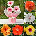 夏ギフト 鉢花 ハイビスカスロングライフ 選べる種類 1鉢 5号【即納 地域限定送料無料】Hibiscus 鉢植え 庭木 落葉性 ガーデン ガーデニング ハッピーガーデン【ss10%】