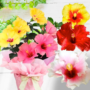花 ギフト プレゼント 花 鉢植え 珍しい ハイビスカス ロングライフ 選べる7種 1鉢 2色植え ...