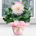サマーギフト 花 ギフト 花鉢 巨大輪 ダリア 飛翔 (ヒショウ)カクタス咲き 1鉢 6号 鉢植え【即納対応中 お届け中 地域限定送料無料 無料】】Dahlia 'Hishou'多年草 半耐寒性球根植物 花壇 鉢植え 庭植え 夏 秋 春 ガーデン ガーデニング
