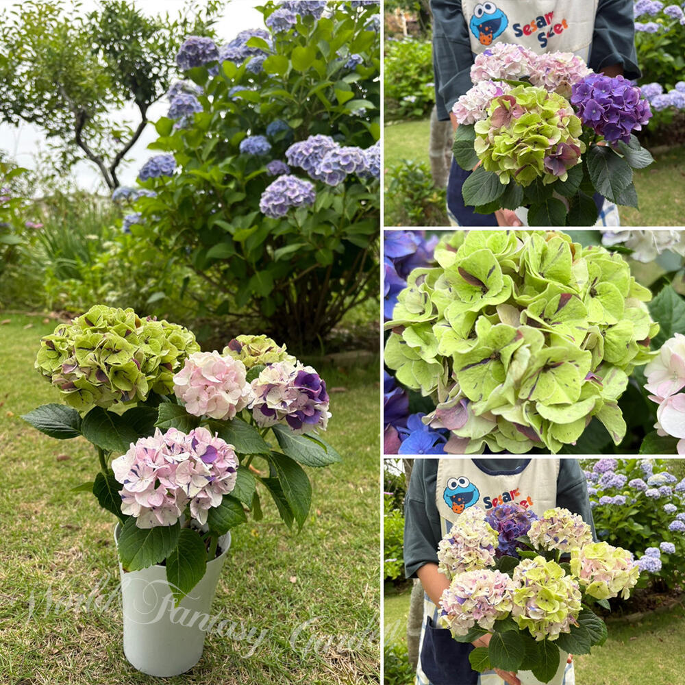 楽天市場】アジサイ 品種（カラーパープル）（鉢花｜花・観葉植物