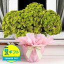 花 夏 ギフト 鉢植え 訳あり アンティーク紫陽花 選べるサイズ 4号 5号 品種おまかせ【お届け中】あじさい プレゼント鉢植え ギフト アジサイ 誕生日 プレ...